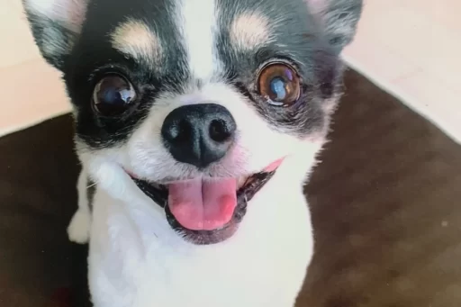 チップ君20240815