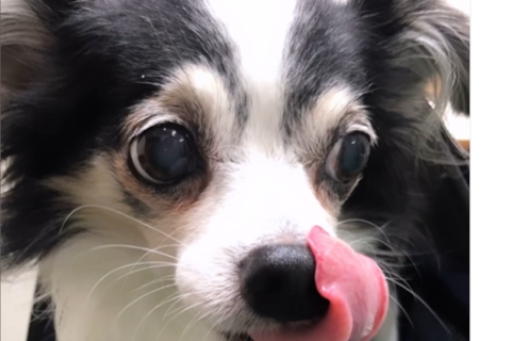 あらんくん手術成功