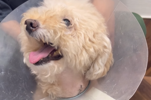 ましゅうくん手術成功