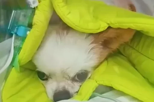 パンク君手術成功_