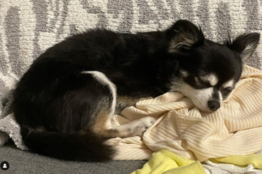 まめのすけくん