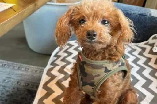 くっきーくん。