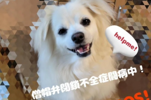 ポメちわ＿ハクくん