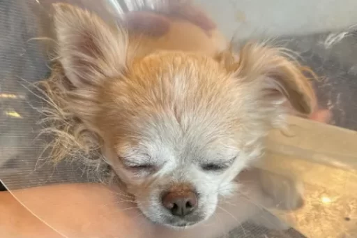 バニラくん手術成功