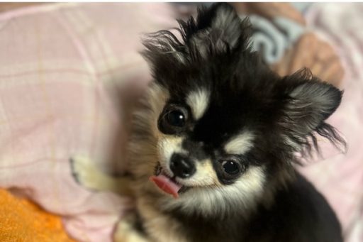 デイジーちゃん