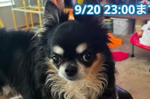 クッキーくんちわわ