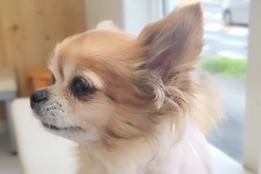 てってちゃん手術成功