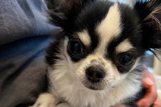 環椎軸椎不安定症