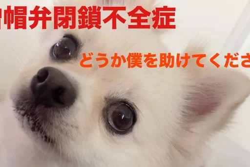 ぽめちわあんでぃくん2